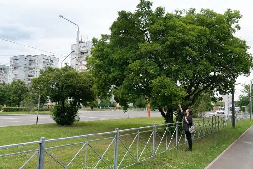 Деревья-пилигримы на улицах Кемерова: знакомимся с представителями городской флоры, которые прибыли к нам из самых разных уголков планеты
