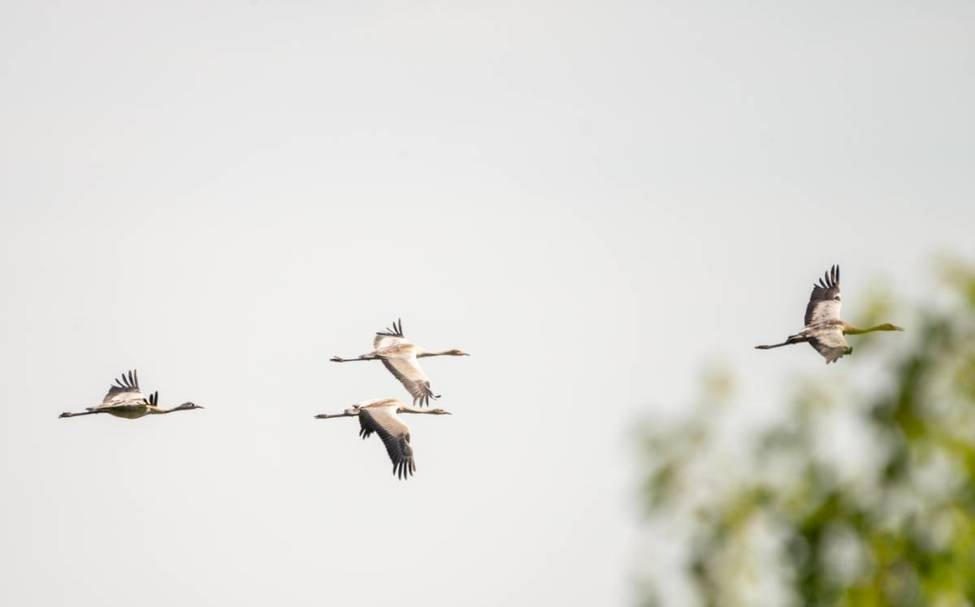 Заморские гости: продолжаем рассказывать, какие дикие птицы находят приют в природных уголках Кемерова
