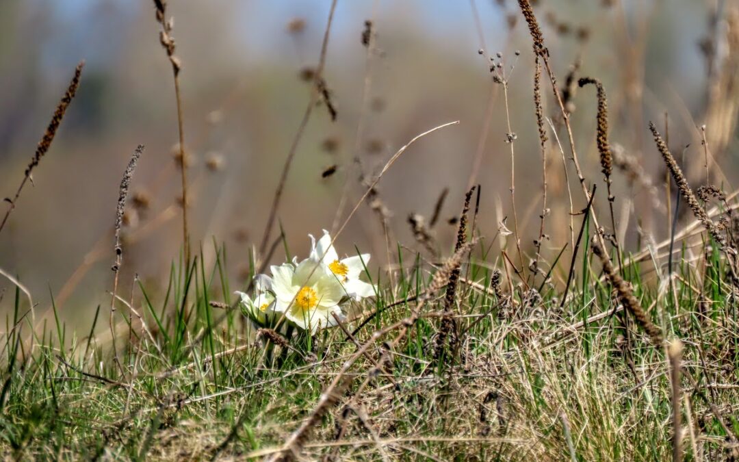 Нежные, изящные и невероятно стойкие: знакомимся с самыми ранними цветами кемеровской весны